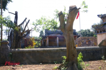 Cây cổ thụ đình làng bất ngờ bị cưa trụi trong đợt ra quân 'Ngày Chủ nhật xanh'