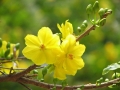 Tình Xuân Ca