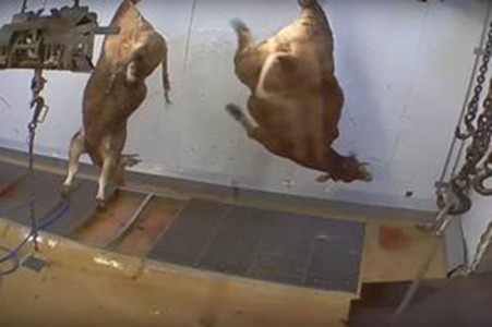 Một lò sát sinh ở Pháp bị đóng cửa vì một phóng sự video thật khiếp đảm