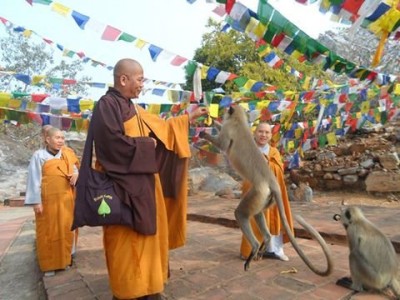 Năm Bính Thân nói chuyện cái bẫy khỉ 