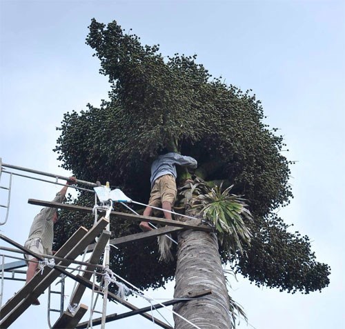 Cây lạ cho trái đẹp như chuỗi ngọc trai ở chùa Bửu Quang