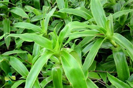 70 cây thuốc nam chữa bệnh quý báu và phổ biến ở Việt Nam