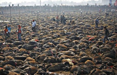 Nepal bỏ nghi lễ thảm sát gia súc,Việt Nam có từ bỏ lễ hội bỏ chém lợn ?