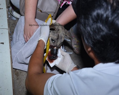 Đoàn cứu trợ bật khóc khi gỡ băng keo cho chú chó bị hoại tử mõm