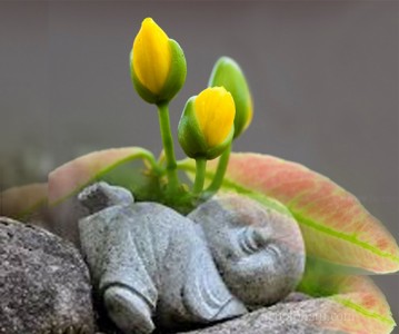 Đức Phật chỉ bày năm pháp làm gia tăng tuổi thọ