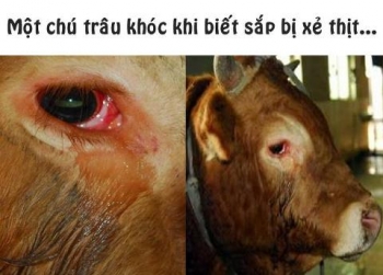 Hà Nội: Hãi hùng chuyện trâu 'báo oán' chủ lò mổ ở làng Phúc Lâm