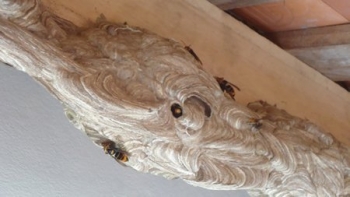 Hòa Bình: Người dân đổ xô đi xem  tổ ong lạ cuộn nổi hình... rồng