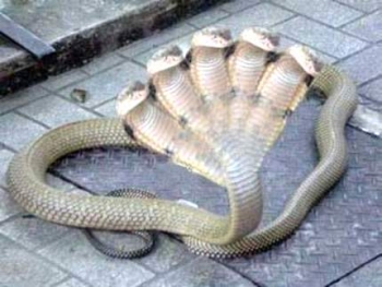 Xuất hiện con rắn 5 đầu ở Ấn Độ
