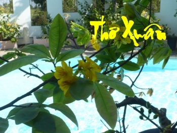 Ngày xuân mượn một bài thơ của Vương Duy  tặng những người xa quê hương