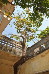 Lạ lùng cây Bồ đề sống nhờ.. Bê tông trên mái chùa Phúc Lâm