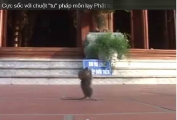 Sốc với video clip chuột lạy Phật tại Thiền viện Trúc Lâm Giác Tâm