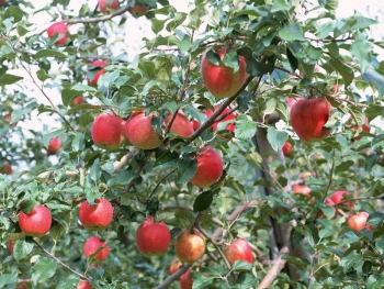 Trung Quốc bọc túi tẩm thuốc sâu cho táo ngay từ trên cây