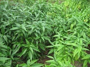 Tìm giống cây thuốc chữa trị bệnh miễn phí giúp người nghèo