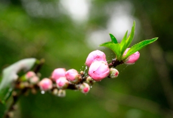 Hành hương về Tây Yên Tử