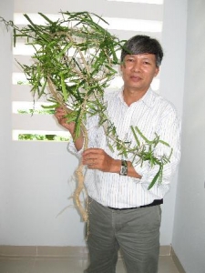 Khánh Hòa: Cơn sốt về “cây thần dược” xáo tam phân