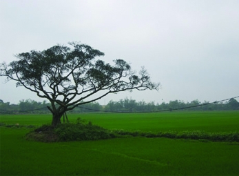 Nam Định: Cả nhà điên đảo vì cắt cành cây đa hàng trăm tuổi