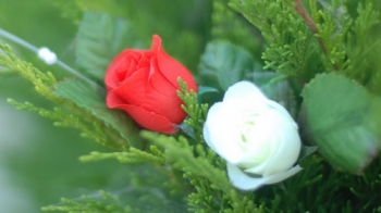 Một màu hoa cho mùa Vu Lan