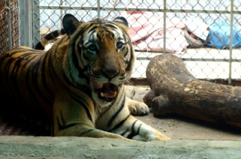 Người cắt đầu 2 con hổ và cái chết của “vua săn hổ