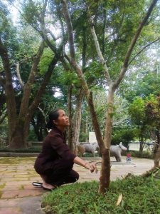 Kỳ lạ cây ổi cứ gãi là "cười" ở Lam Kinh