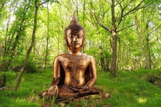 Phật giáo và môi trường