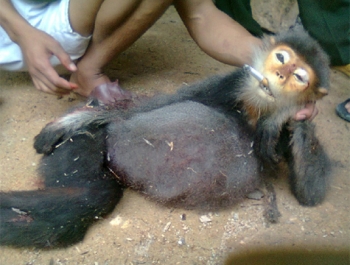 Người Việt làm sao văn minh được khi còn giết cả thịt khỉ mà ăn?