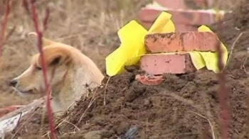 Video: Cảm động chú chó nằm lỳ bên mộ chủ