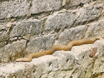 Bắc Giang: Hàng ngàn người khấn vái &quot;rắn thần&quot;