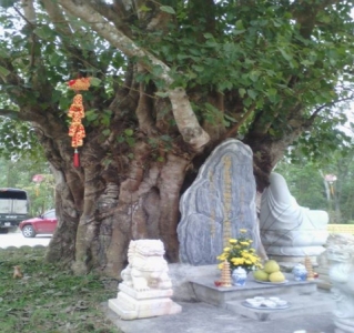 Kỳ lạ cây bồ đề ôm trọn  lăng mộ vị Thiền Sư