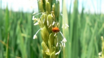 Hoa lúa thể hiện tính cộng đồng của dân tộc Việt Nam