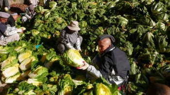 Hàn Quốc: Tổ Đình Hải Ấn, Thu hoạch bắp cải làm Kim Chi