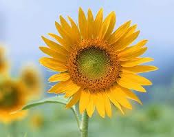 Sống một ngày, cống hiến một ngày là có diễm phúc của một ngày