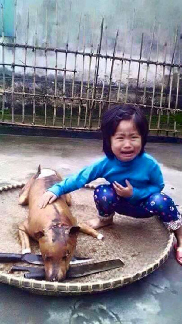 Xúc động với bức ảnh bé gái nức nở bên chú chó bị giết