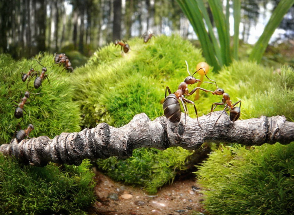 Suy ngẫm về loài kiến