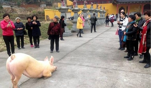 Chú lợn 'quỳ lạy' Phật  trước cổng chùa hàng tiếng đồng hồ 
