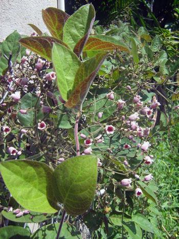 Mơ lông - Vị thuốc chữa bệnh đường ruột