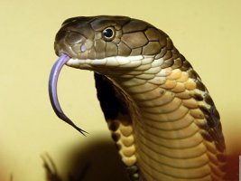 Những chuyện ly kỳ huyền bí về " rắn thần"