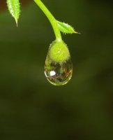 Hỏi &amp; Đáp Chủ đề Sống Chết