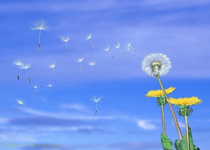 Phật dạy các Tỳ kheo cái gì không phải của mình thì nên buông