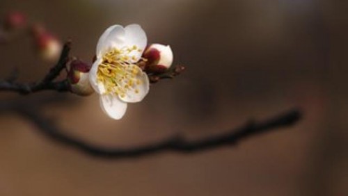 Nhân đọc một bài thơ xuân của thi hào J.W. von Goethe