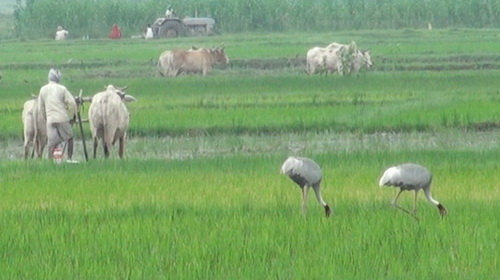 Đừng học thói trọc phú để ăn thú hoang dã