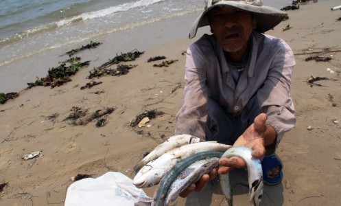 Từ chuyện cá chết, Phật giáo cần làm gì trước thảm hoạ môi trường