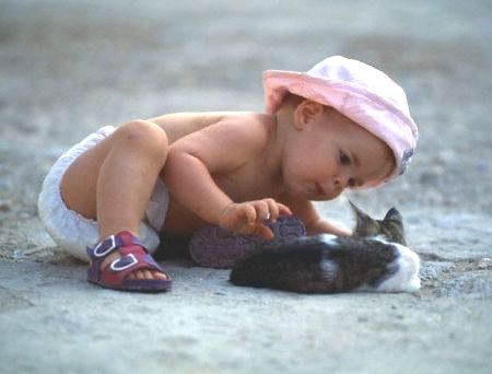 Vì sao không nên sát sanh 