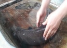 Hà Tĩnh: Hàng chục người dân góp tiền “chuộc” cá chình khủng thả về sông